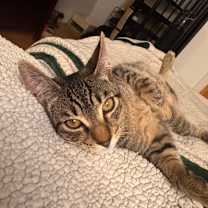 Thumbnail photo of Joey Salmiakki #3