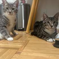 Thumbnail photo of Henrietta #3