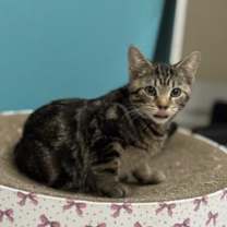 Thumbnail photo of Smoothie #2