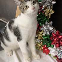 Thumbnail photo of Rip Van Winkle #3