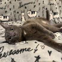 Thumbnail photo of Flint #2