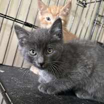 Thumbnail photo of Flint #4