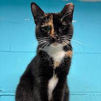 Thumbnail photo of Delilah #1