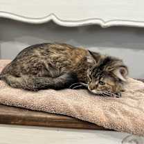 Thumbnail photo of Lily #3