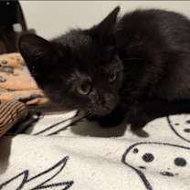 Thumbnail photo of Acelyn #2