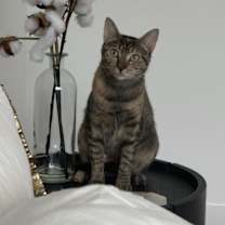 Thumbnail photo of Ginger #1