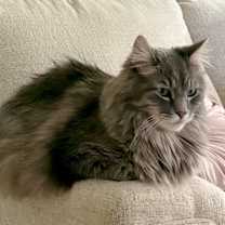 Thumbnail photo of Johnson -- Bonded Buddy With Betsy #2