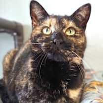 Thumbnail photo of Giselle #3