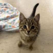 Thumbnail photo of Betsy #1