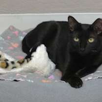 Thumbnail photo of Popsicle #1