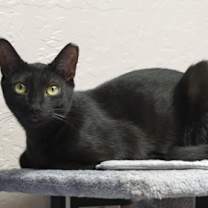 Thumbnail photo of Popsicle #2