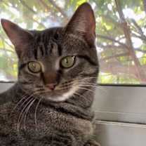 Thumbnail photo of Mako #1