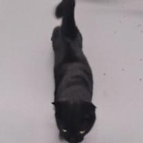 Thumbnail photo of Mochi #1