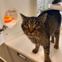 Thumbnail photo of Kringle - Stratford #2