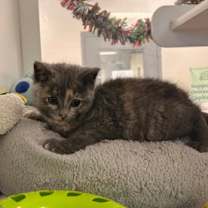 Thumbnail photo of Delyla - Stratford #2