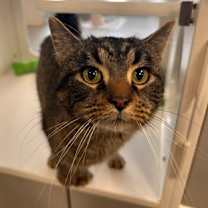 Thumbnail photo of Kringle - Stratford #3