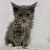 Thumbnail photo of Taylor* #1