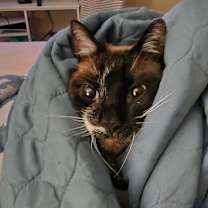 Thumbnail photo of Mocha #3