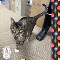 Thumbnail photo of Zorro #3