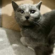 Thumbnail photo of Siri #1