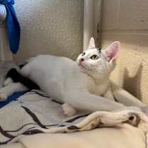 Thumbnail photo of Pop #3