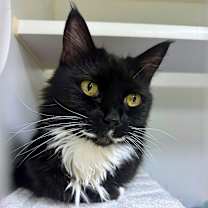 Thumbnail photo of Eva Longhairia #2