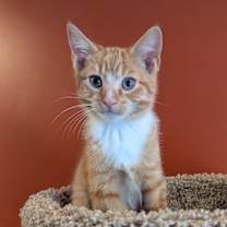 Thumbnail photo of Squanto #1