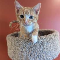 Thumbnail photo of Squanto #3