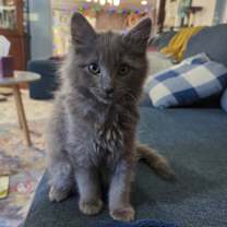 Thumbnail photo of Waya #2