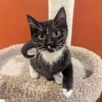 Thumbnail photo of Noya #3