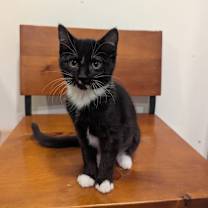 Thumbnail photo of Noya #4