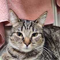 Thumbnail photo of Cattitude Cat: Charon #2