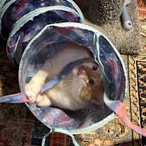 Thumbnail photo of Simba #2