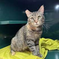 Thumbnail photo of Kitty #1