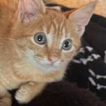 Thumbnail photo of Slash - Rock Icons Litter #1