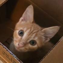 Thumbnail photo of Slash - Rock Icons Litter #4