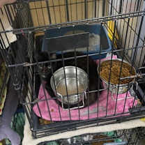 Thumbnail photo of Dragonfly #3