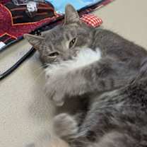 Thumbnail photo of Everglade #2