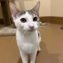 Thumbnail photo of Guitar #2