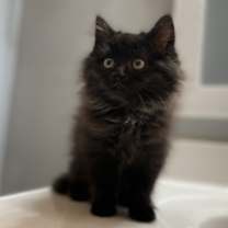 Thumbnail photo of Furrio #3