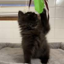 Thumbnail photo of Furrio #4