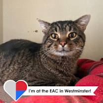 Thumbnail photo of Trouble Nuggets #1