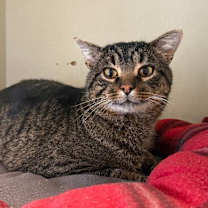 Thumbnail photo of Trouble Nuggets #2