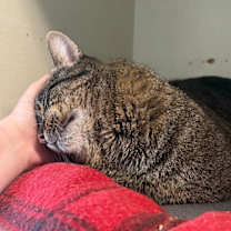 Thumbnail photo of Trouble Nuggets #4