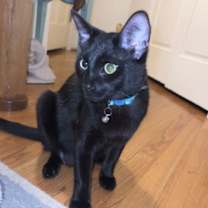 Thumbnail photo of Coal (New Digs) #3