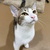 Thumbnail photo of Piano #1