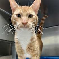 Thumbnail photo of Johhnycake (bonded w/ Cheez-it) #2