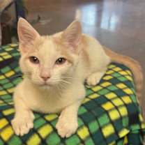 Thumbnail photo of Elliot - Playful & sweet, needs a kitty friend! 😻 #1