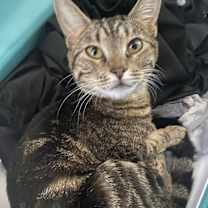 Thumbnail photo of Estrella #4