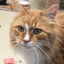 Thumbnail photo of Oyster #1